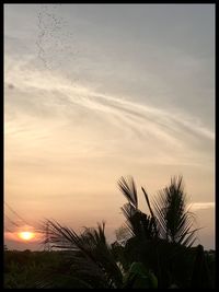 Close-up of palm tree against sky