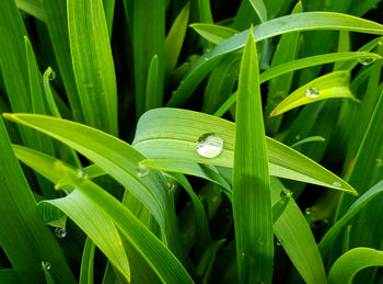 Close-up of dew on leaves 