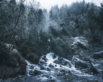 Scenic view of waterfall in forest