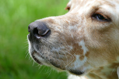 one animal