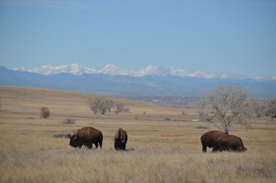 Bison grazing on field against sky