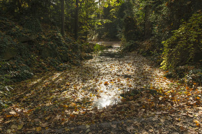 Trees in forest