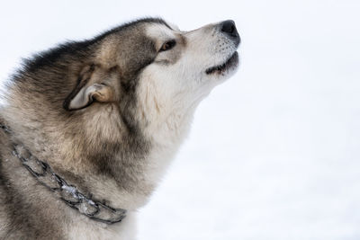 Close-up of a dog over white background