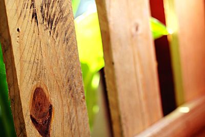 Close-up of wooden plant