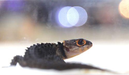 Close-up of lizard on glass