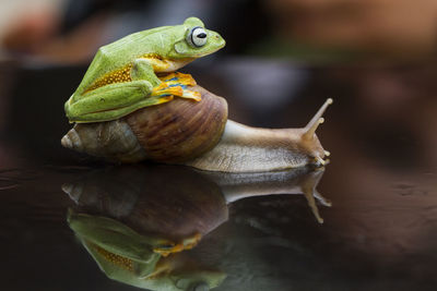 Close-up of frog on leaf