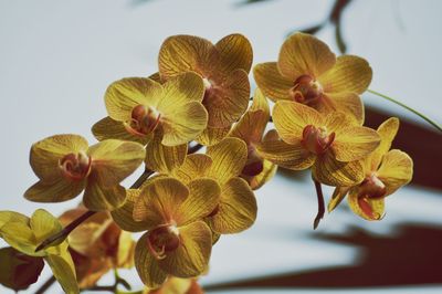 Close-up of flowers against sky