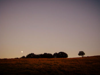 Trees on field