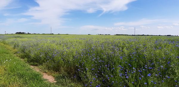 Scenic view of lavender field against sky