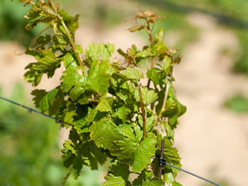 Close-up of fresh green leaves