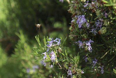 Bee flying by purple flowers