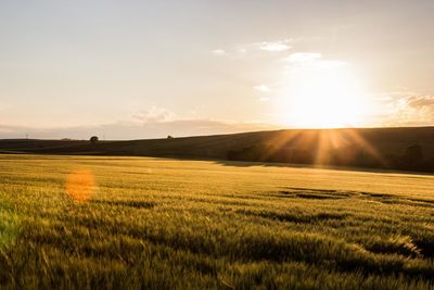 Scenic view of field against sky during sunset