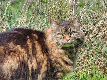 Portrait of a cat on field