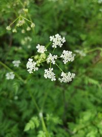 High angle view of white flowering plant on field