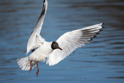 Close-up of seagull flying over lake