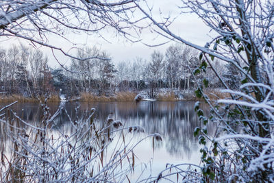 Bare trees in lake during winter