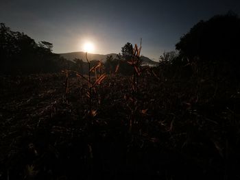 Plants growing on field against sky during sunset