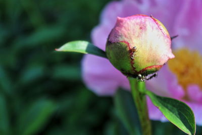 Close-up of flowers