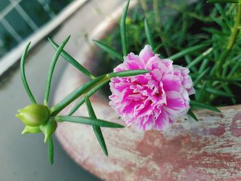 Close-up of pink flowering plant