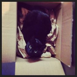 Portrait of cat