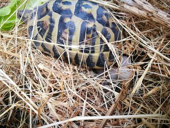 High angle view of tortoise on grass