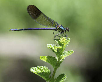 Close-up of damselfly on leaf