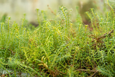 Saint gallen, switzerland, january 3, 2024 penstemon pinifolius or pine leaved penstemon plant
