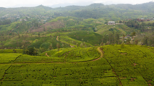 Tea estate in sri lanka. high mountain tea plantation.