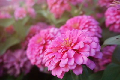 Close-up of pink flowering plant