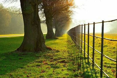 Trees on grassy field