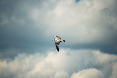 Low angle view of eagle flying against sky
