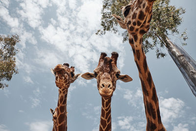 Low angle view of giraffe on tree against sky