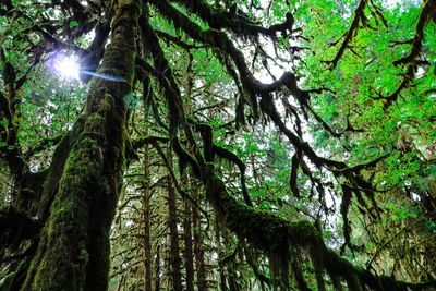 Low angle view of sunlight streaming through trees in forest