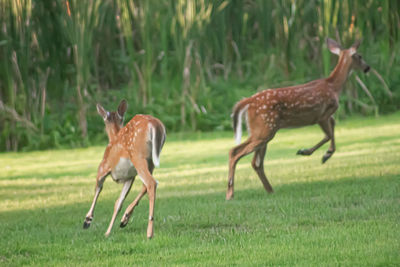 Deer standing on field