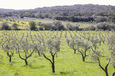 Scenic view of field against trees