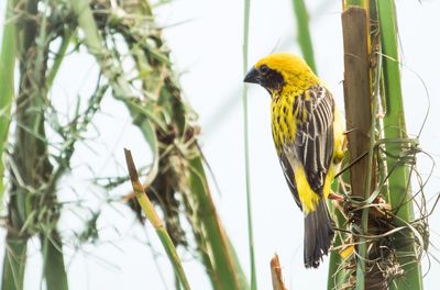 Low angle view of bird perching on branch