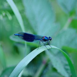 Close-up of damselfly on leaf