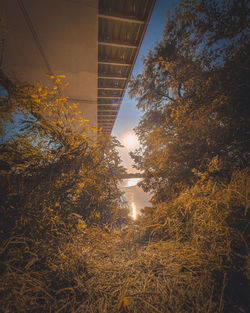 Low angle view of trees against sky during autumn