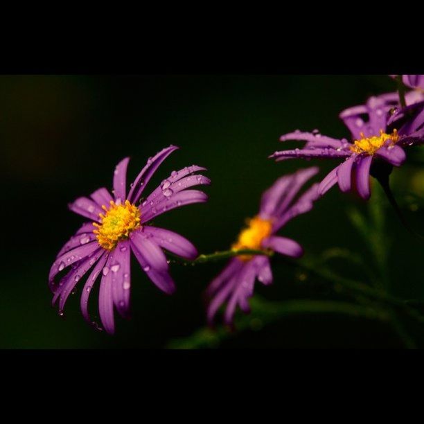 flower, freshness, petal, fragility, flower head, growth, beauty in nature, purple, close-up, blooming, nature, focus on foreground, plant, in bloom, transfer print, pollen, blossom, auto post production filter, selective focus, pink color