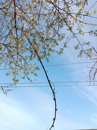 Low angle view of tree against sky