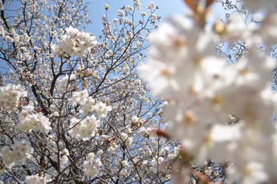 Low angle view of cherry blossom tree
