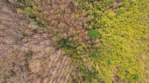 High angle view of trees growing on field