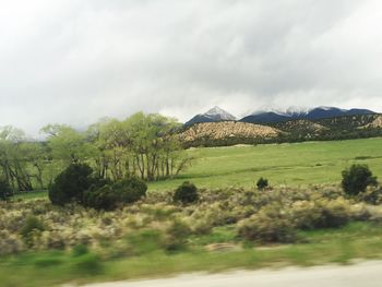 View of trees on landscape against cloudy sky