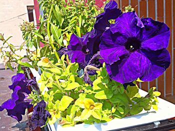 Close-up of purple flowers