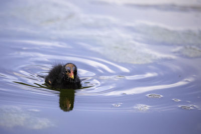 Duck swimming in a lake