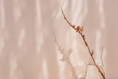 Dry apple branch with buds in a vase