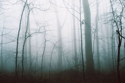 Trees in forest