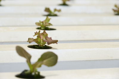 Close-up of plants growing in greenhouse