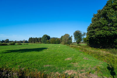 Scenic view of trees on field against blue sky