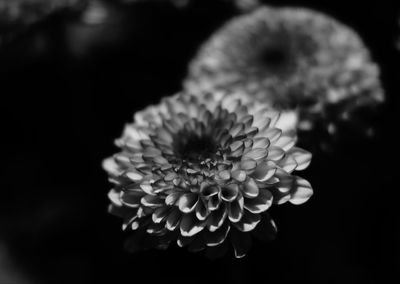 Close-up of flower blooming against black background